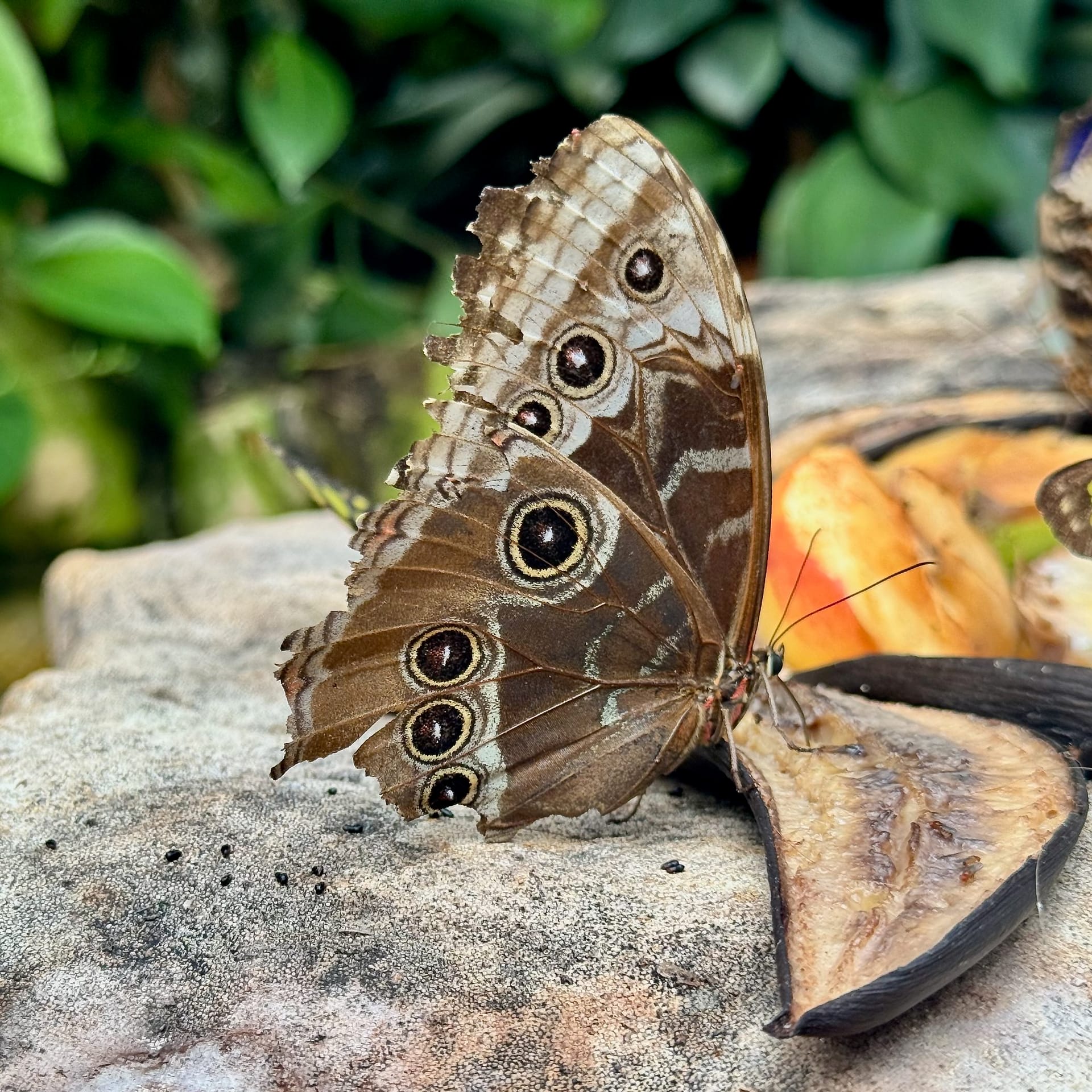 Butterfly farm